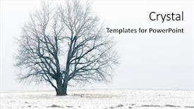  Presentation with snow tree - Colorful theme enhanced with splen - alone bare tree on autumn backdrop and a white colored foreground