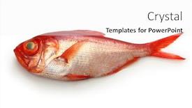  Presentation with japanese - Presentation consisting of splendid-alfonsino-japanese-kinmedai-isolated background and a white colored foreground