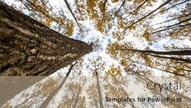  Presentation with fall colors - Presentation design consisting of splendid-autumn-fall-captured background and a coral colored foreground
