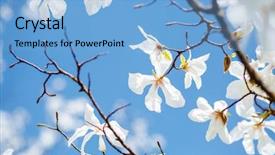  Presentation with magnolia - Amazing slide set having splendid lush magnolia flowers backdrop and a light blue colored foreground