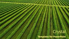  Presentation with blackcurrant - PPT theme enhanced with splendid-rows-of-blackcurrant-bushes background and a tawny brown colored foreground