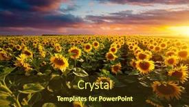  Presentation with agrarian - Amazing slide set having splendid-scene-of-vivid-yellow backdrop and a tawny brown colored foreground