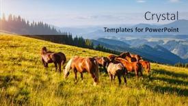  Presentation with wild horse - Slide set featuring splendid-summer-view-of-pasture background and a light blue colored foreground