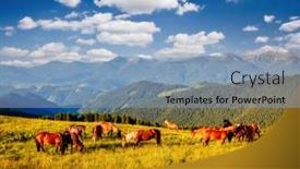  Presentation with pasture - Cool new slide deck with splendid-summer-view-of-pasture backdrop and a light blue colored foreground