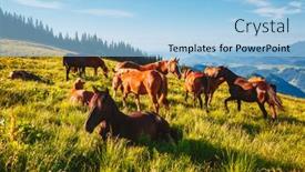  Presentation with wild horse - Slide set featuring splendid-summer-view-of-pasture background and a light blue colored foreground
