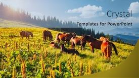  Presentation with wild horse - PPT theme enhanced with splendid-summer-view-of-pasture background and a light blue colored foreground