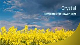  Presentation with agrarian - PPT theme with splendid-yellow-field-of-canola background and a  colored foreground
