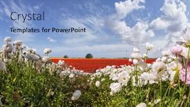  Presentation with rural tourism concept - Cool new presentation design with splendor-of-flowering-multicolored-buttercups backdrop and a light blue colored foreground