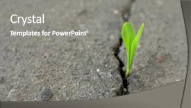  Presentation with crack - Amazing slide deck having road split - young green sprout growing backdrop and a gray colored foreground