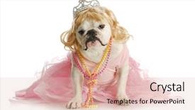  Presentation with english bulldog - Presentation with spoiled female dog - english bulldog background and a lemonade colored foreground