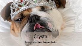  Presentation with female infertility - Slides having spoiled female dog wearing tiara background and a coral colored foreground