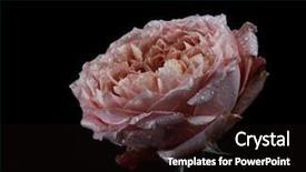  Presentation with pink-black - Amazing slides having spoiled pink persian buttercup flower backdrop and a wine colored foreground