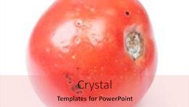  Presentation with fungus - Amazing slide set having spoiled-tomato-isolated-on-white backdrop and a coral colored foreground