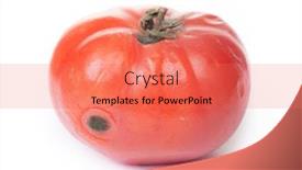  Presentation with fungus - PPT layouts featuring spoiled-tomato-on-white-background background and a coral colored foreground