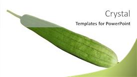  Presentation with background - Slides having sponge-gourd-vietnamese-luffa-isolated background and a white colored foreground
