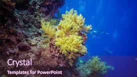  Presentation with sponges - Theme having sponges and small tropical fish background and a tawny brown colored foreground