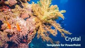  Presentation with tropical reef fish - PPT layouts with sponges and small tropical fish background and a ocean colored foreground
