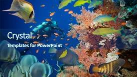  Presentation with tropical reef fish - Presentation design enhanced with sponges and small tropical fish background and a ocean colored foreground