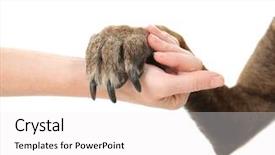  Presentation with paw - Slide deck featuring dog paw and human hand isolated on white concept of volunteering and animal shelters background and a white colored foreground