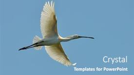  Presentation with flying - PPT layouts consisting of spoonbill-flying-platalea-leucorodia background and a teal colored foreground