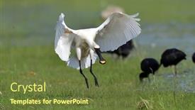  Presentation with natural - Presentation theme featuring spoonbill-in-natural-habitat-platalea background and a tawny brown colored foreground