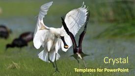  Presentation with natural - PPT theme having spoonbill-in-natural-habitat-platalea background and a tawny brown colored foreground