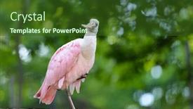  Presentation with florida - Presentation theme featuring spoonbill roseate bird in florida background and a tawny brown colored foreground
