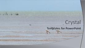  Presentation with dutch - Presentation theme consisting of spoonbills-in-dutch-wadden-sea background and a light gray colored foreground