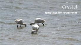  Presentation with dutch - Presentation design with spoonbills-in-dutch-wadden-sea background and a gray colored foreground