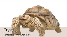  Presentation with tortoise - Cool new presentation theme with spor - african spurred tortoise also know backdrop and a coral colored foreground