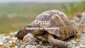  Presentation with red earedr turtle sunning - Slide deck consisting of spor - spur thighed turtle testudo graeca background and a coral colored foreground