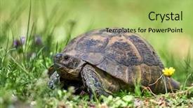  Presentation with turtle - Slides consisting of spor - spur thighed turtle testudo graeca background and a mint green colored foreground