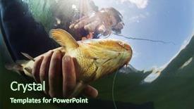  Presentation with tuna fish underwater in ocean - Colorful presentation enhanced with sport fishing - underwater shot of the fisherman backdrop and a wine colored foreground