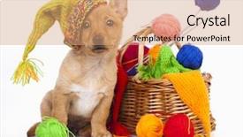  Presentation with ball sports - Colorful slide set enhanced with sports card design - puppy in a knitted cap backdrop and a coral colored foreground