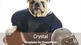  Presentation with english bulldog - Presentation consisting of sports hound - english bulldog dressed background and a violet colored foreground