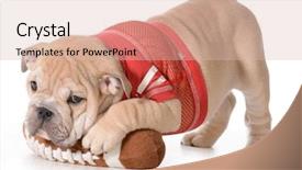  Presentation with defense sports science - Slide deck having sports hound - english bulldog puppy background and a lemonade colored foreground