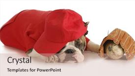 Presentation with mlb baseball in a glove - PPT theme with sports hound - english bulldog wearing background and a coral colored foreground