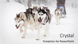  Presentation with dog sled - Slides consisting of sports teamwork - dog sled race with huskies background and a white colored foreground