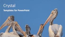  Presentation with andhra pradesh - Presentation theme having spot-billed-pelican-birds-against background and a  colored foreground