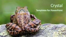  Presentation with frog - Amazing presentation design having  backdrop and a  colored foreground
