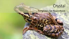  Presentation with frog - Colorful presentation theme enhanced with palest ink is better than the best memory - ancient chinese proverb printed on grunge vintage cardboard backdrop and a mint green colored foreground