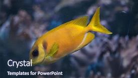  Presentation with blue and magic wand - Beautiful slide set featuring spots - blue-spotted spinefoot siganus corallinus also backdrop and a navy blue colored foreground