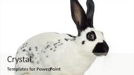  Presentation with study english abroad - Amazing PPT theme having spots - english spot rabbit isolated backdrop and a lemonade colored foreground