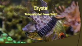  Presentation with keel billed toucan also known - Audience pleasing slide set consisting of spots - pajama cardinalfish sphaeramia nematoptera also backdrop and a tawny brown colored foreground