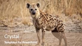  Presentation with national - Cool new presentation theme with spots - portrait of spotted hyena backdrop and a coral colored foreground