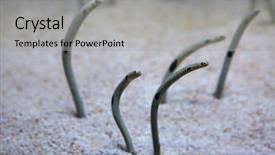  Presentation with garden - Audience pleasing theme consisting of spots - spotted garden eel heteroconger hassi backdrop and a light gray colored foreground
