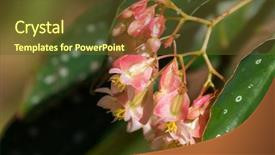  Presentation with pink color velvet textile - Colorful slide set enhanced with spots - sweet pale pink color backdrop and a tawny brown colored foreground