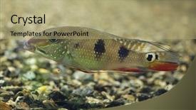  Presentation with daemon - Presentation design enhanced with spots - threespot eartheater satanoperca daemon also background and a mint green colored foreground