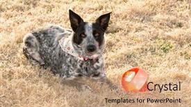  Presentation with black - Slide deck consisting of spots game - black and white spotted dog background and a coral colored foreground