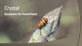  Presentation with asparagus - Amazing PPT theme having spotted asparagus beetle backdrop and a gray colored foreground